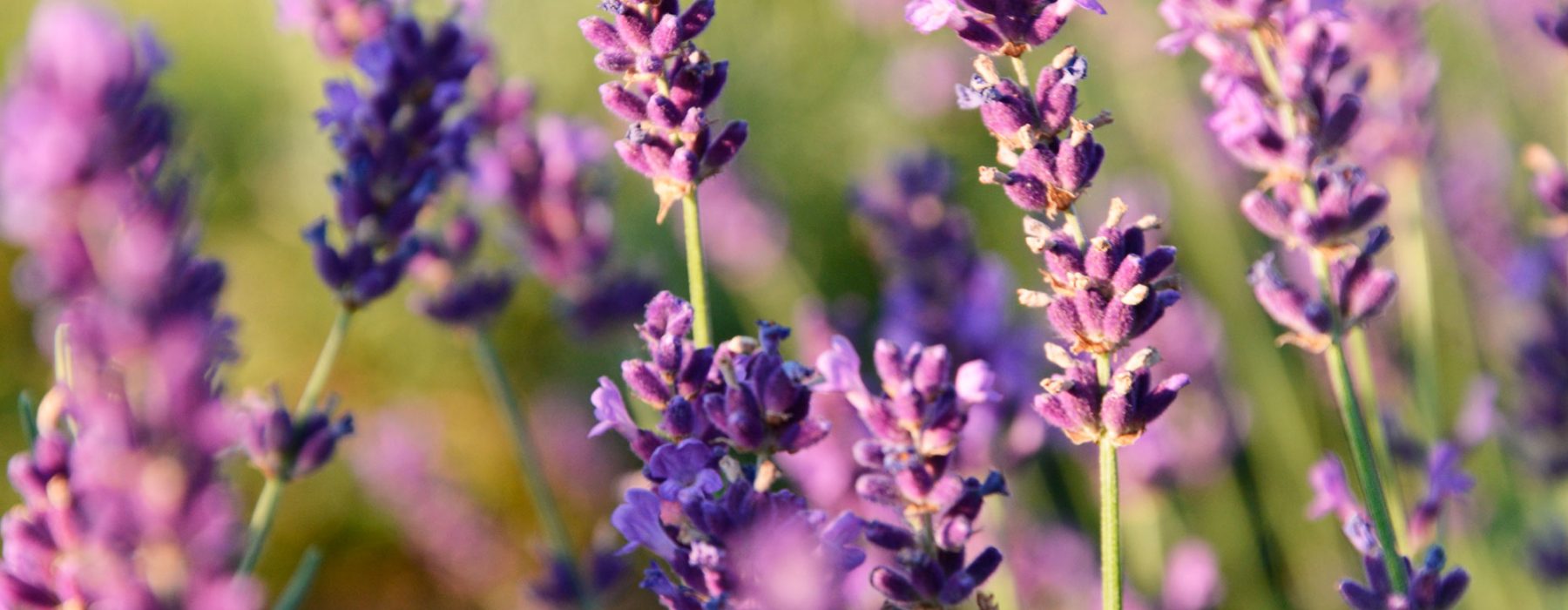 Dufte psyker din hjerne…