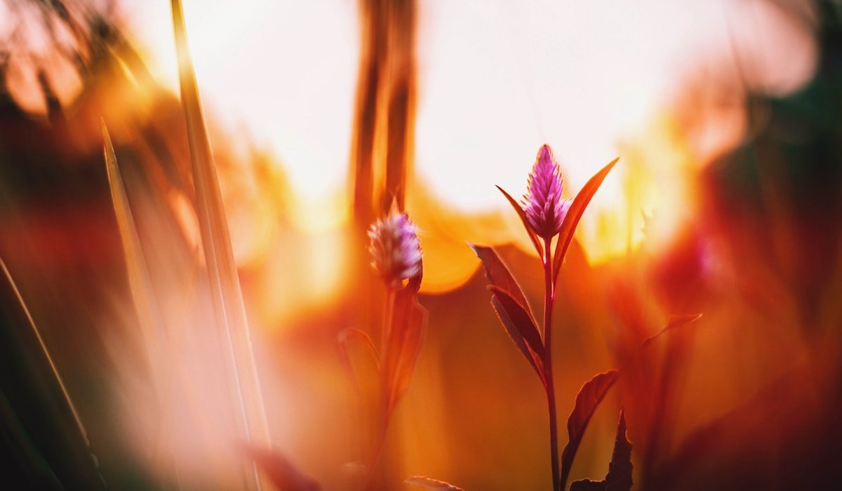 Om livsglæde på trods!